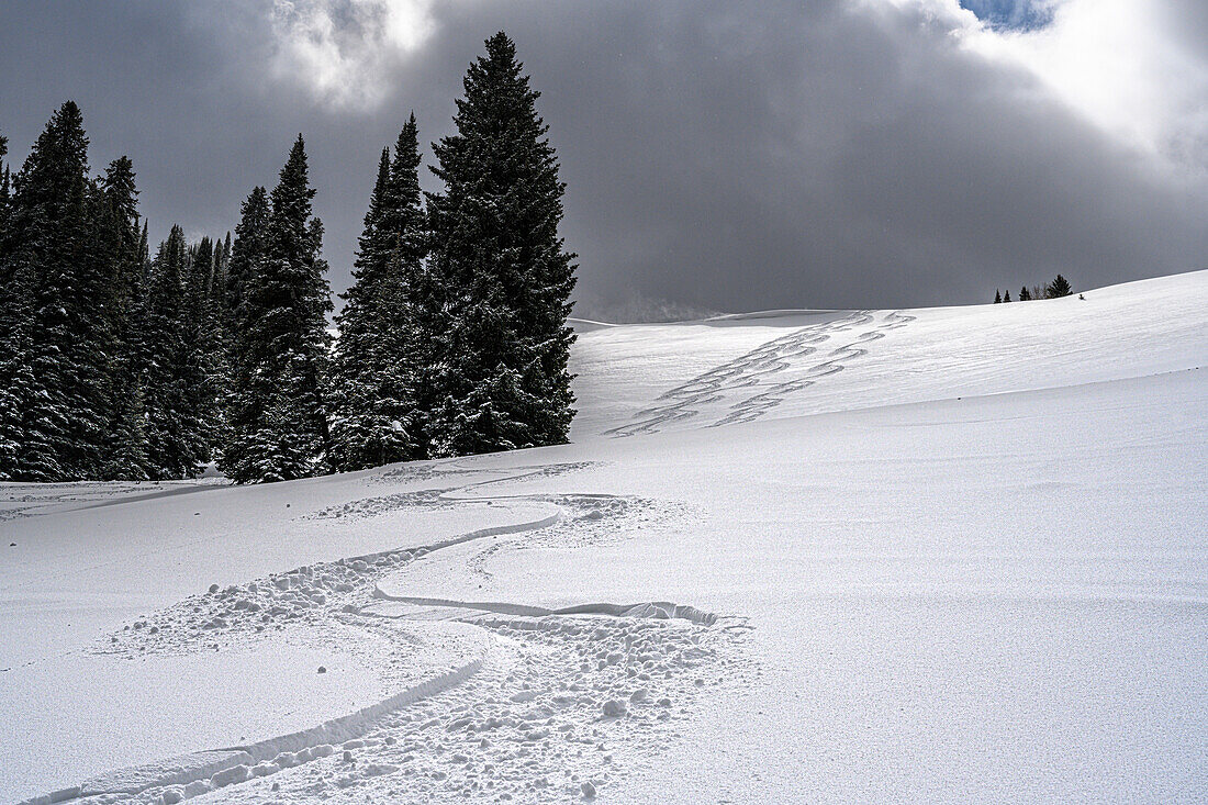 USA, Wyoming. Skispuren im Pulverschnee bei Jackson Hole.