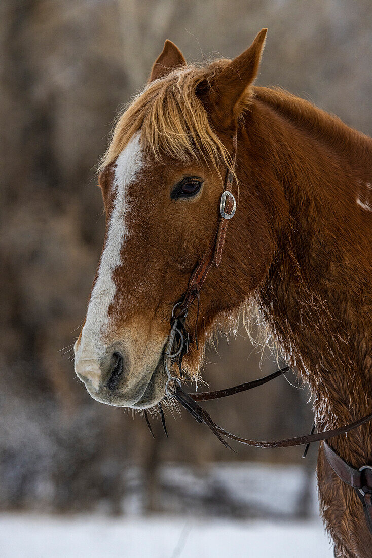 USA, Wyoming. Hideout Horse Ranch, Detailaufnahme eines Pferdes. (PR)