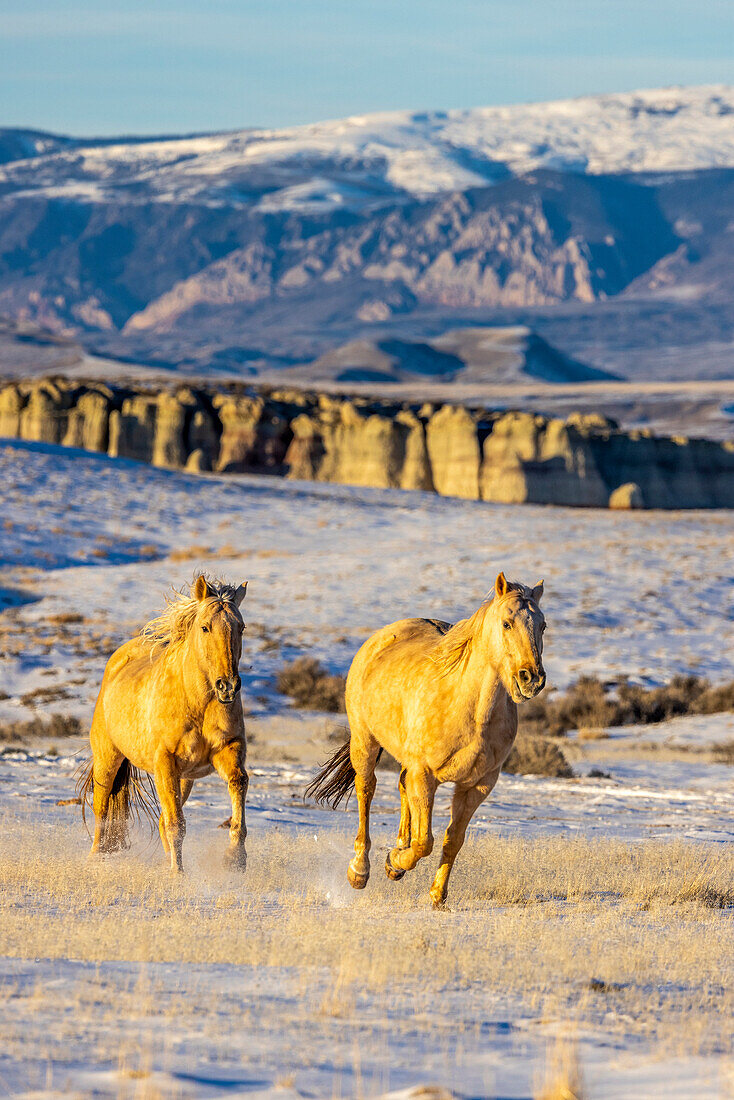 USA, Wyoming. Hideout Horse Ranch, horses in snow. (PR)