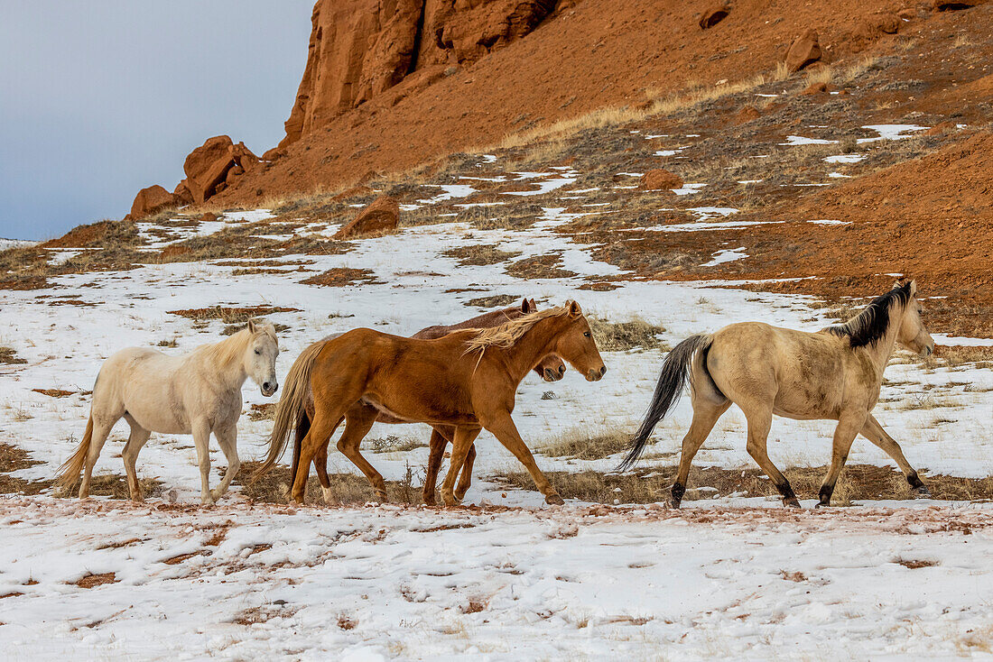 USA, Wyoming. Hideout Horse Ranch, Pferde im Schnee (PR)