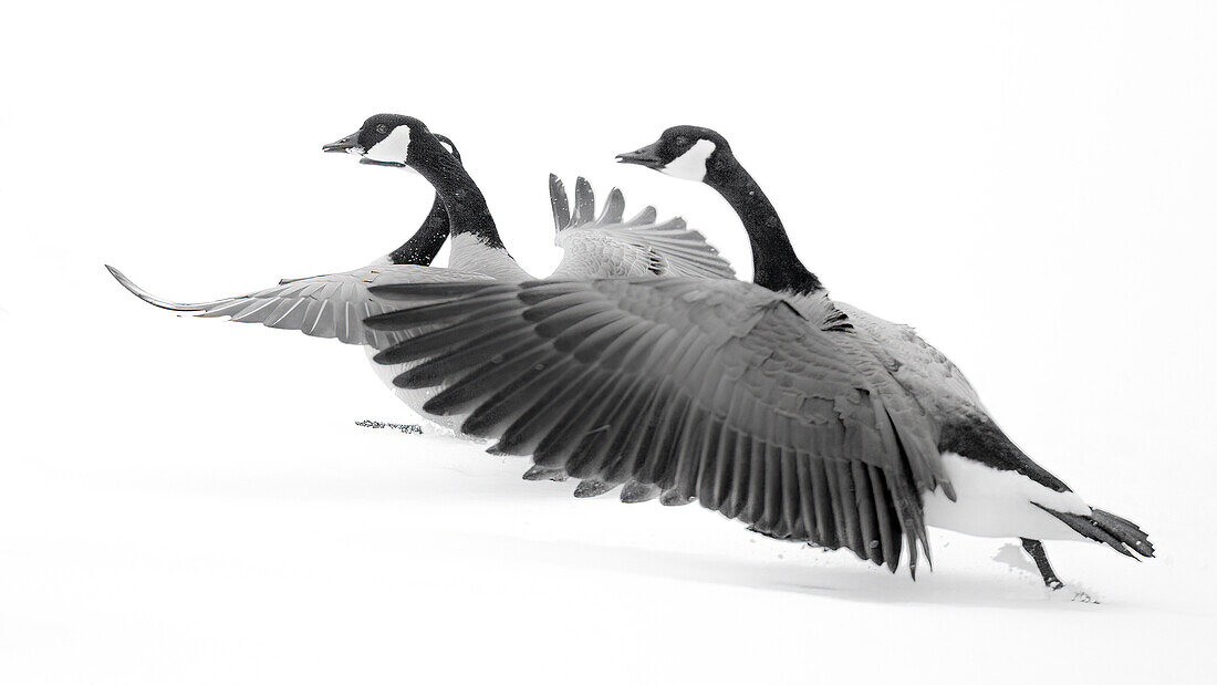 Wyoming. Two Canadian geese taking flight.