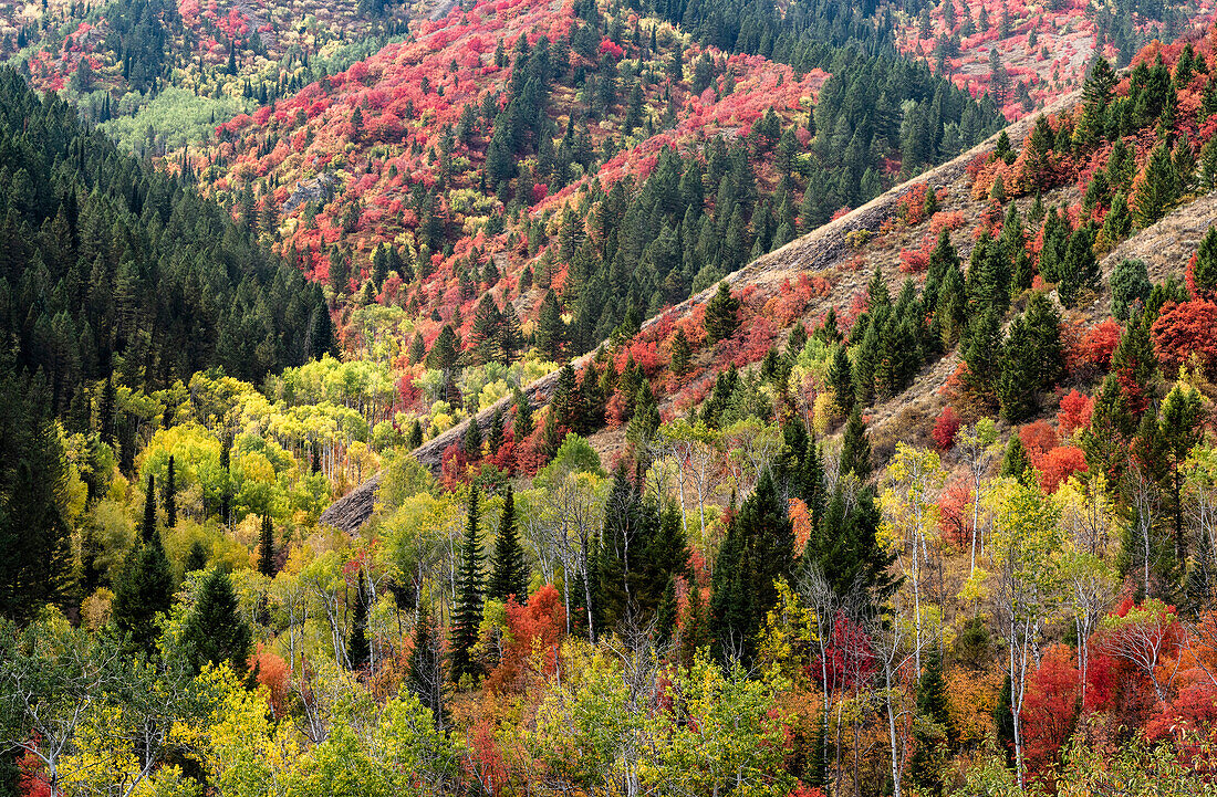 USA, Wyoming. Colorful autumn foliage, Caribou-Targhee National Forest.