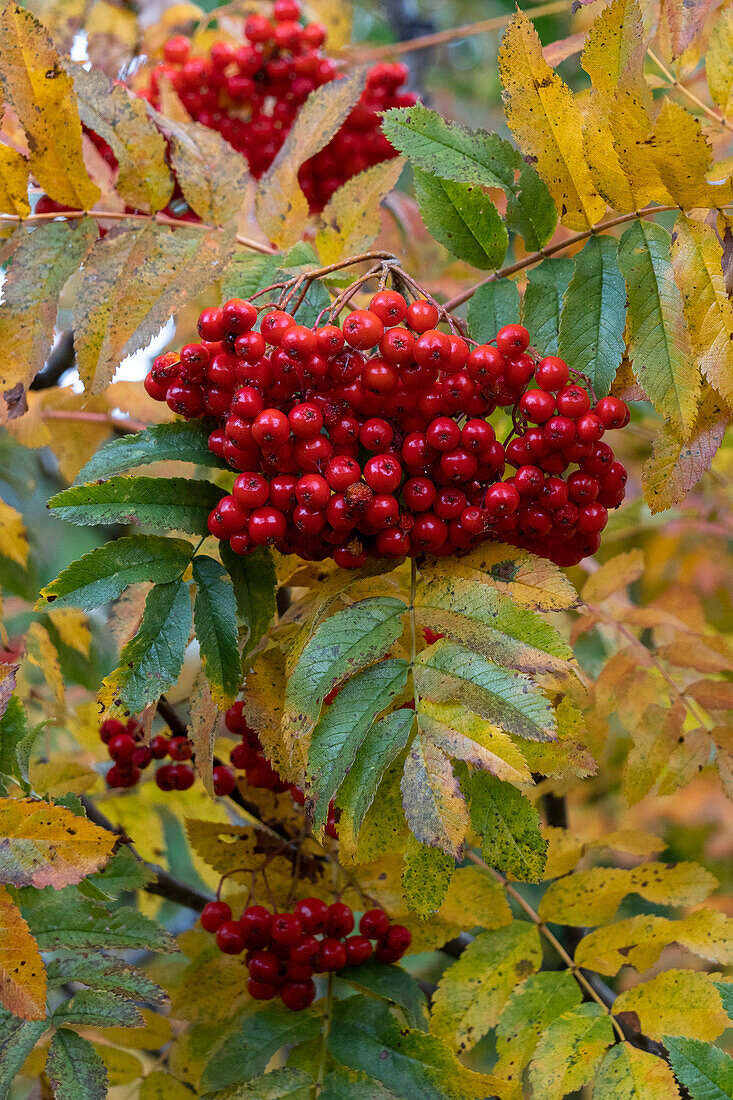USA, Wyoming. American Mountain Ash with berries, Caribou-Targhee National Forest.
