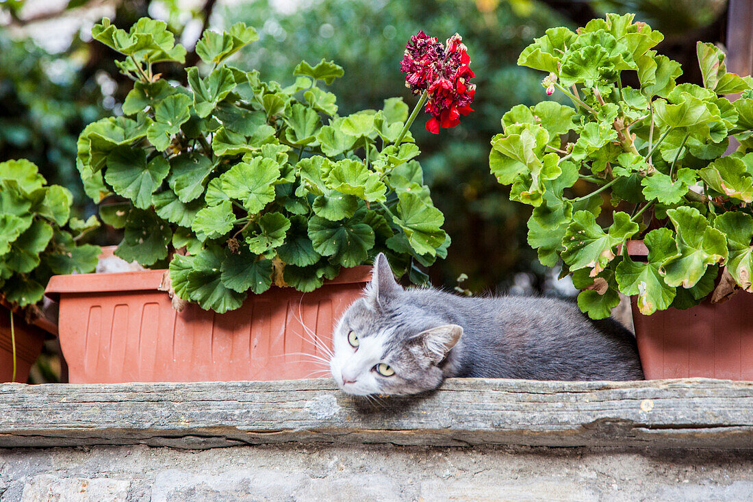 Italien, Umbrien, Assisi. Eine grau-weiße Katze ruht zwischen Blumentöpfen mit Geranien.