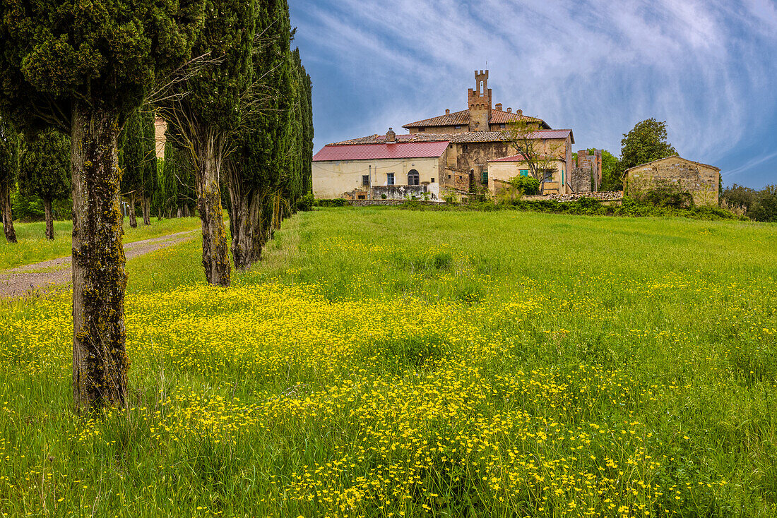 Bauernhaus mit Zufahrtsstraße, gesäumt von einer Zypressenreihe. Gelbes Senffeld. Montalcino. Toskana, Italien. (Nur für redaktionelle Zwecke)