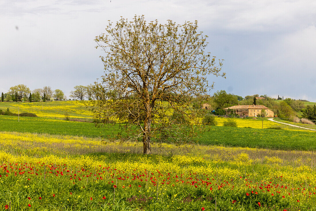 Lonely tree. Tuscan meadow with a farm. Yellow mustard plants and red poppies. Tuscany, Italy.
