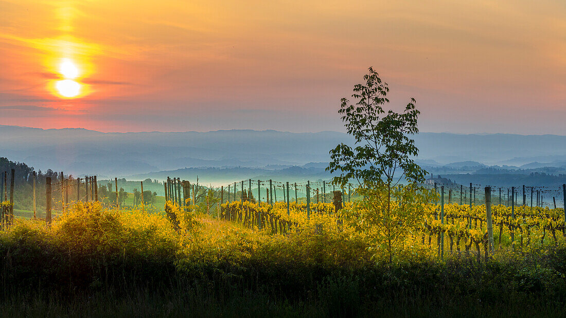 Sonnenaufgang über den Weinbergen der Toskana. Toskana, Italien.
