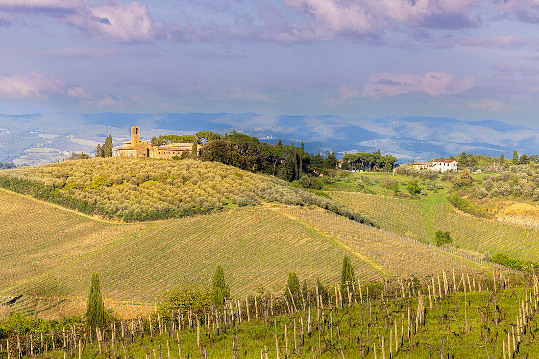 Toskanische Landschaft mit Weinbergen und Olivenhainen. Toskana, Italien.