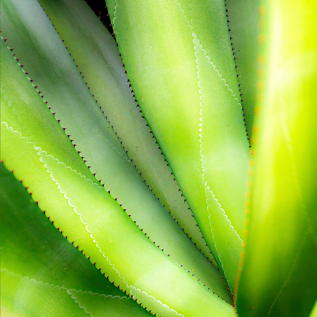 Close-up of vibrant agave leaves.