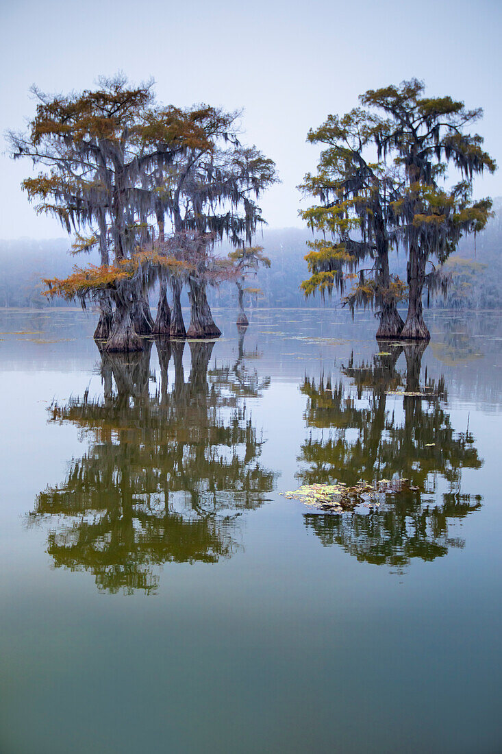 Kahle Zypresse, die nach dem Absterben der Blätter ihre Herbstfarbe annimmt, Caddo Lake, Texas.