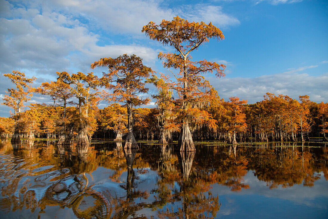 Bald cypress in fall color