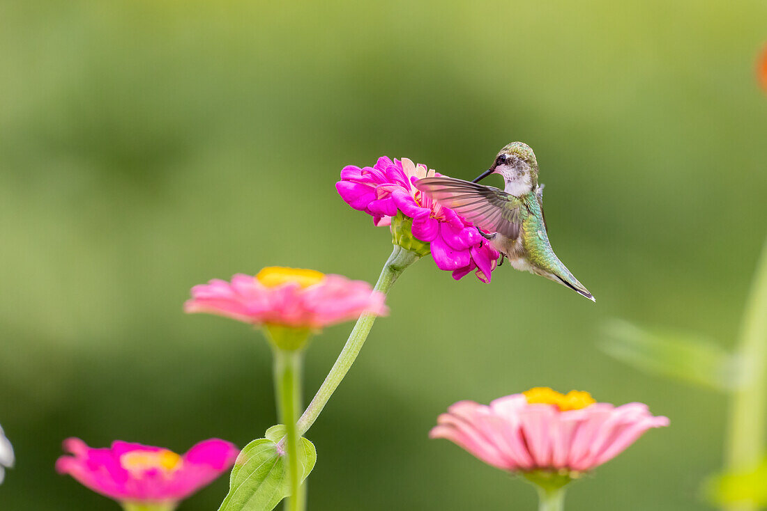 Ruby-throated hummingbird