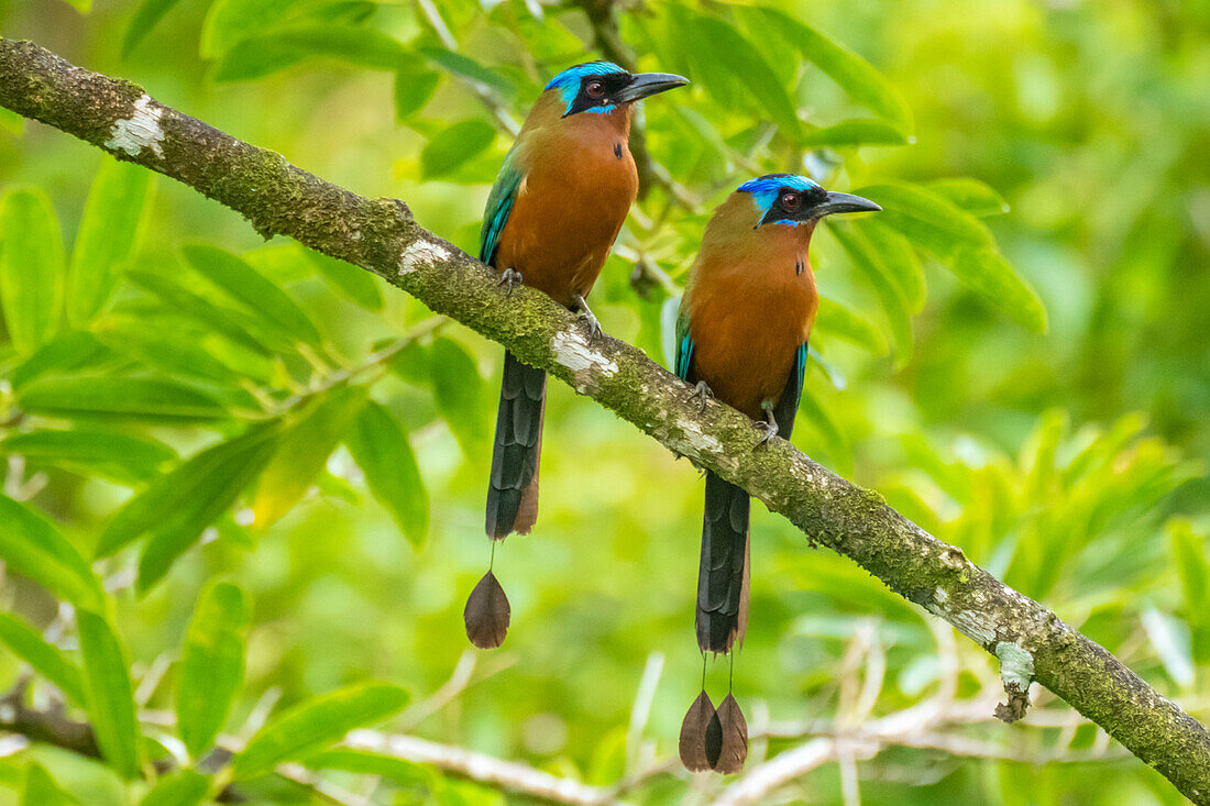 Tobago, Main Ridge Reserve. Ein Paar Motmot-Vögel auf einem Baumstumpf.