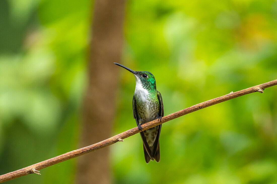 Trinidad. Weißbrustsmaragdkolibri auf einem Ast.