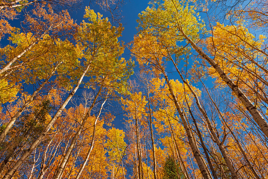 Canada, Manitoba, Duck Mountain Provincial Park. Yellow aspen trees leaves in autumn.