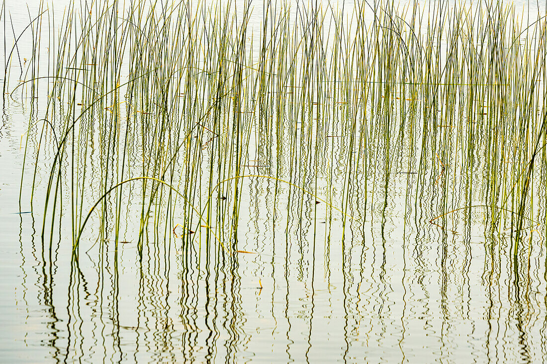 Canada, Manitoba, Wekusko Falls Provincial Park. Reeds reflect patterns in Wekusko Lake.