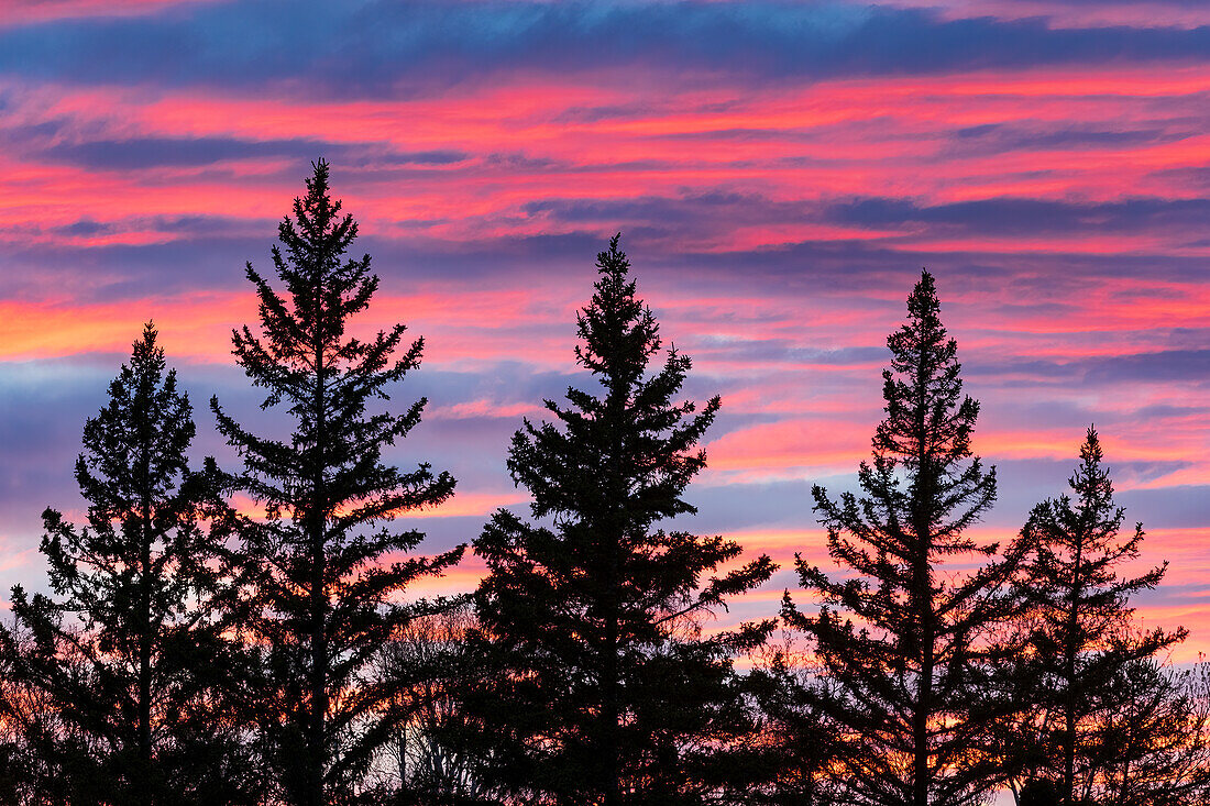 Canada, Manitoba, Birds Hill Provincial Park. Sunset silhouettes evergreen trees.