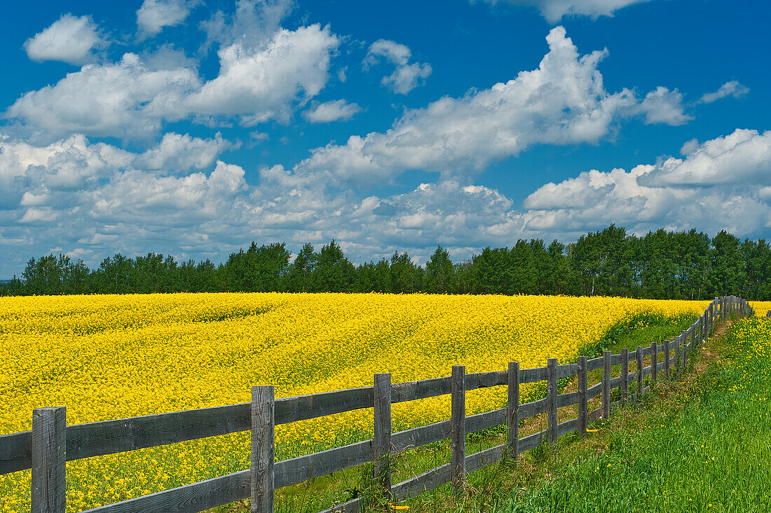 Canada, Ontario, New Liskeard. Yellow canola crop and wooden fence.