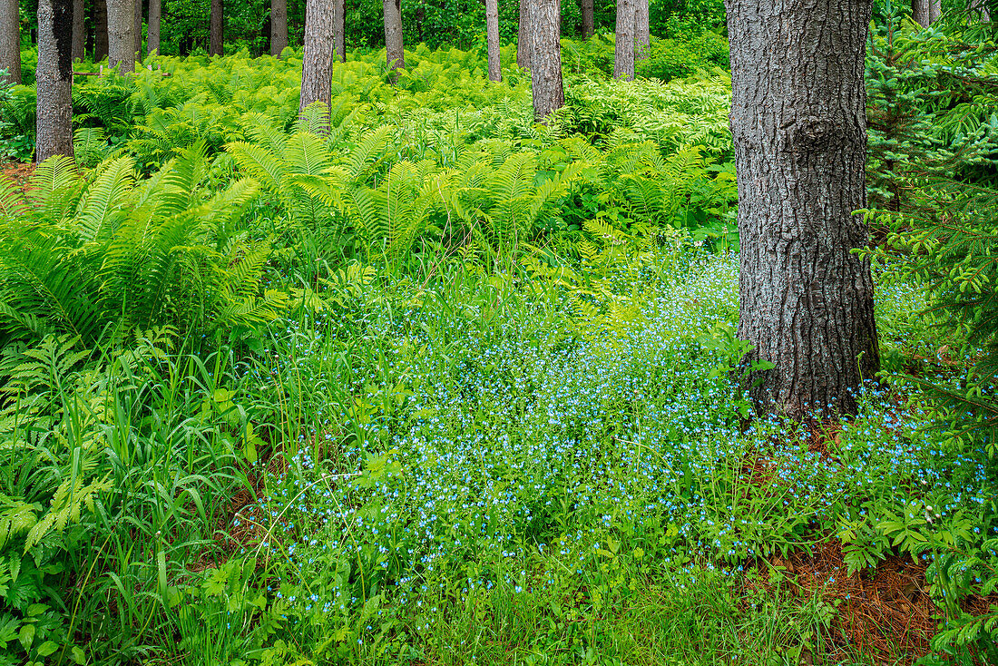 Canada, Ontario, Bourget. Cinnamon ferns in forest.