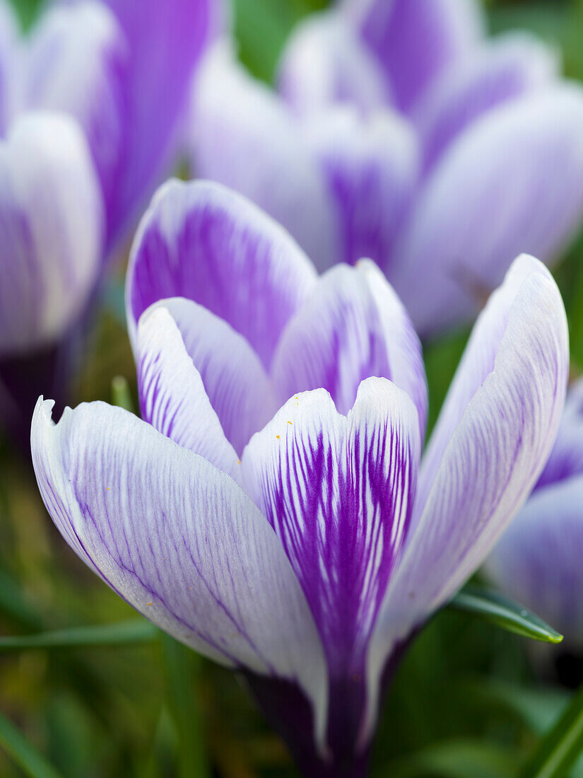 Crocus, variety Pickwick, Germany