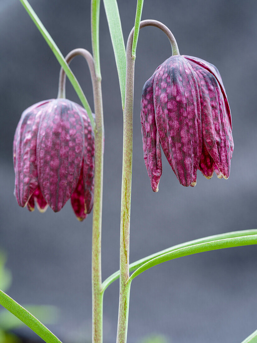 Snakes head or chess flower. Germany