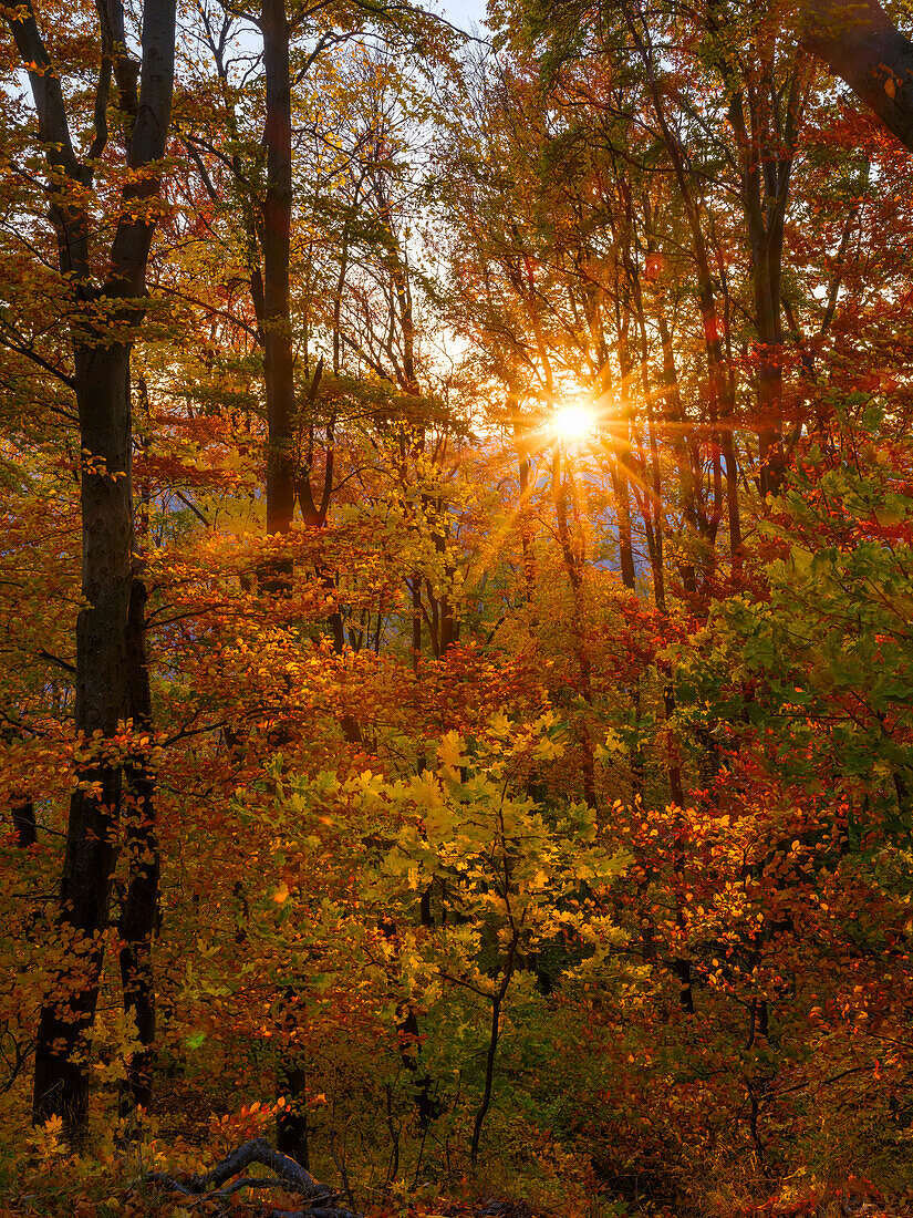 Herbst im Wald der Koszeger Berge (Koszegi Hegyseg) bei Velem im Naturpark Geschriebenstein, Ungarn