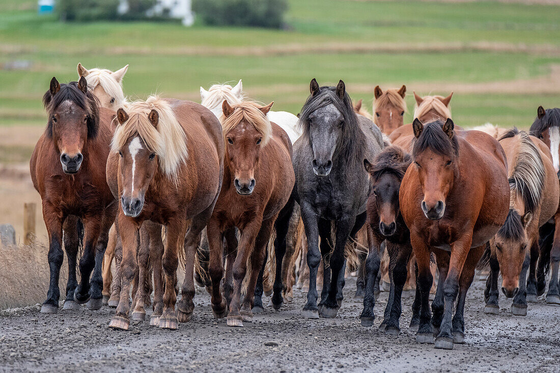 Herd of Icelandic horses travels along a road.