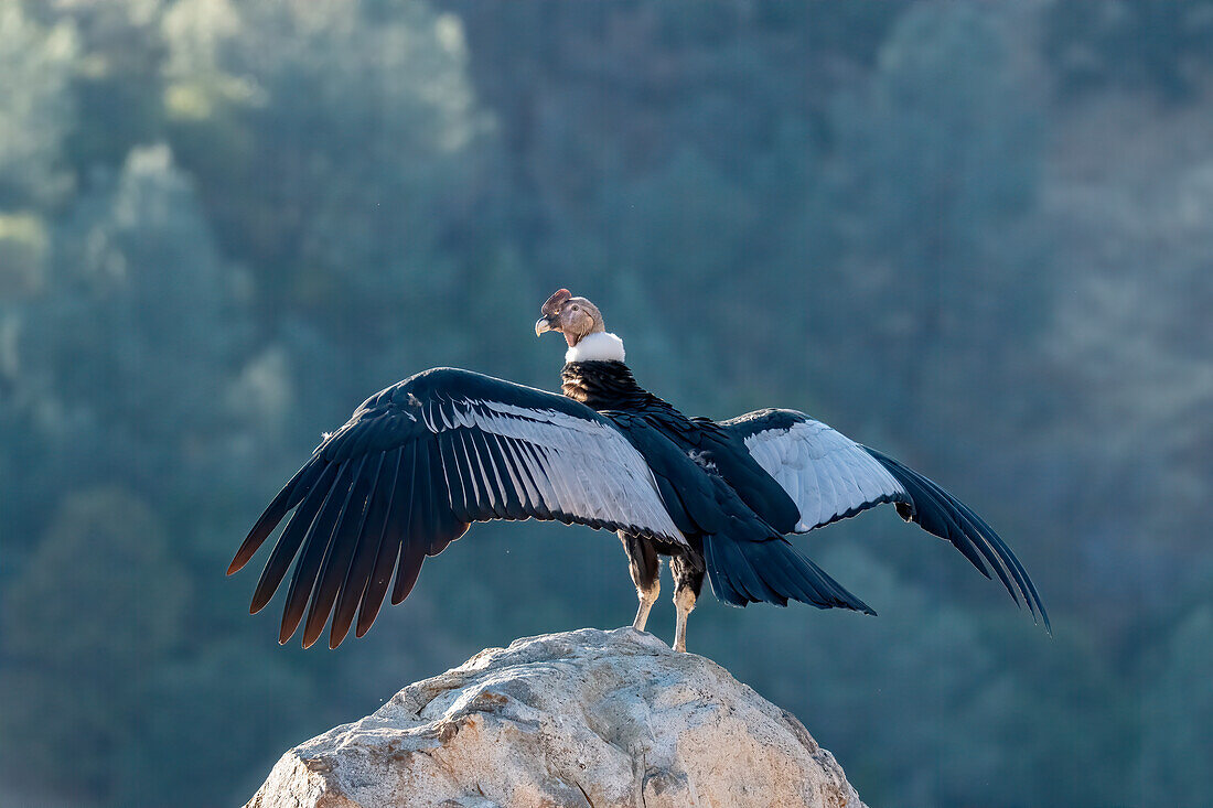 Die Flügelspannweite des Andenkondors misst drei Meter von Flügelspitze zu Flügelspitze.