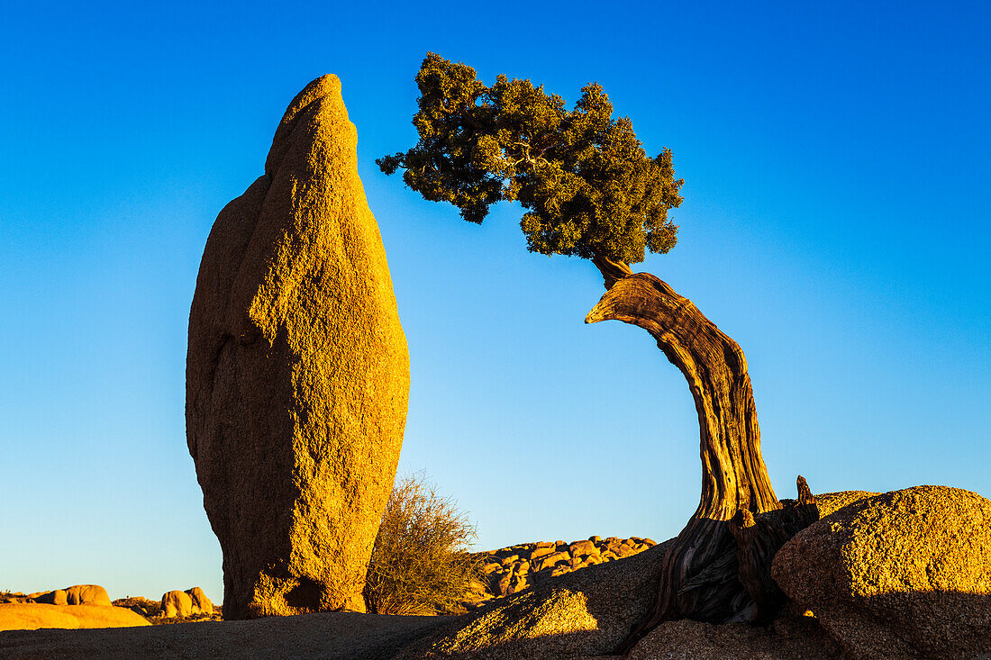Ausgeglichene Felsen und Wacholder, Joshua Tree National Park, Kalifornien, USA