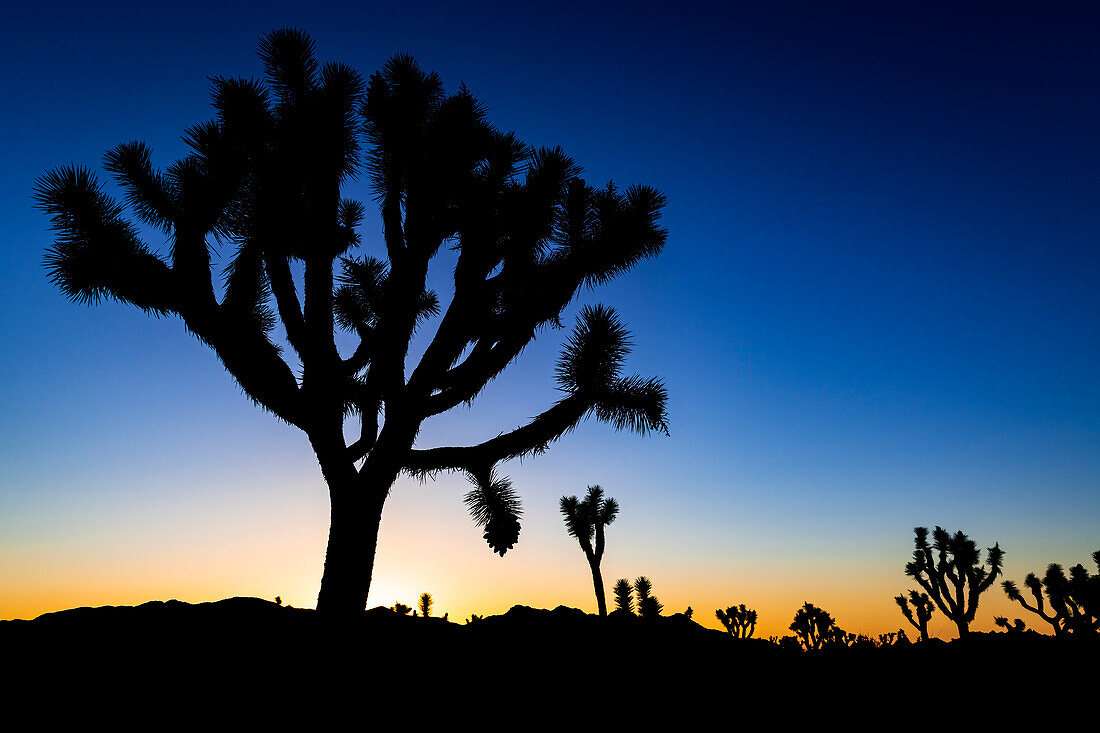 Joshua trees at sunset, Joshua Tree National Park, California, USA