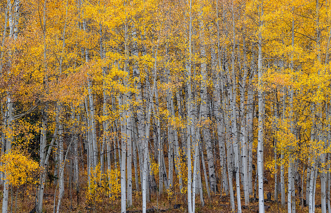 Blätter und Baumstämme bilden eine Espenwand mit Textur, Colorado, USA.