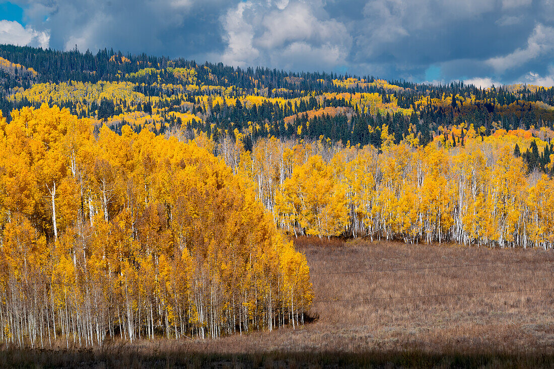 Fall aspens and conifers create a medley on this Colorado hillside, Colorado.