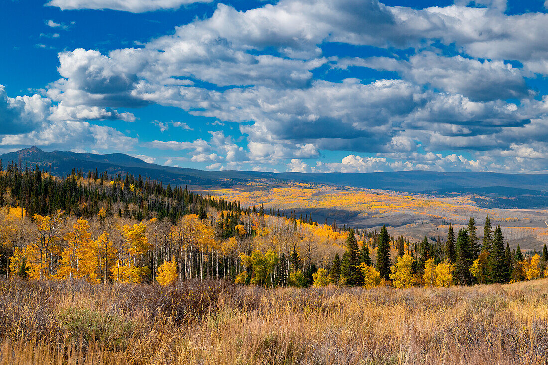Aspens go on for miles and miles from this vantage point in the Rockies, Colorado, USA.