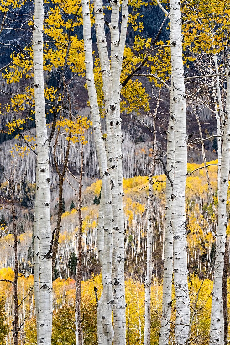 USA, Colorado. Hell getupfte Espenwälder, Kebler Pass, Gunnison National Forest