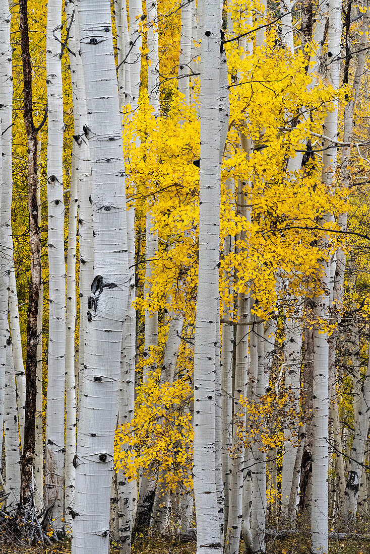 USA, Colorado. Hell getupfte Espenwälder, Kebler Pass, Gunnison National Forest