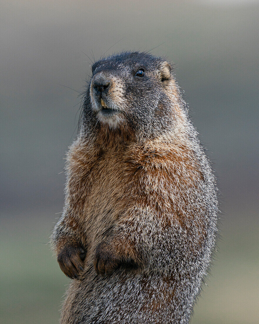 Yellow-bellied marmot at attention, Mount Evans Wilderness, Colorado