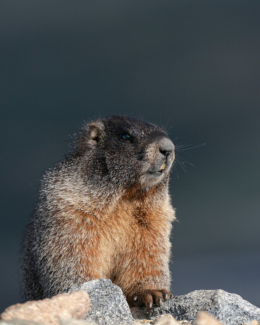 Yellow-bellied marmot, Mount Evans Wilderness, Colorado