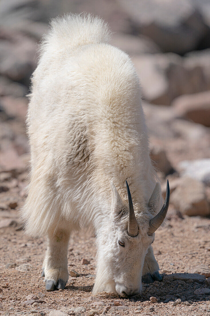 Bergziege frisst Mineralien von der felsigen Oberfläche, Rocky Mountain Ziege, Mount Evans Summit, Colorado