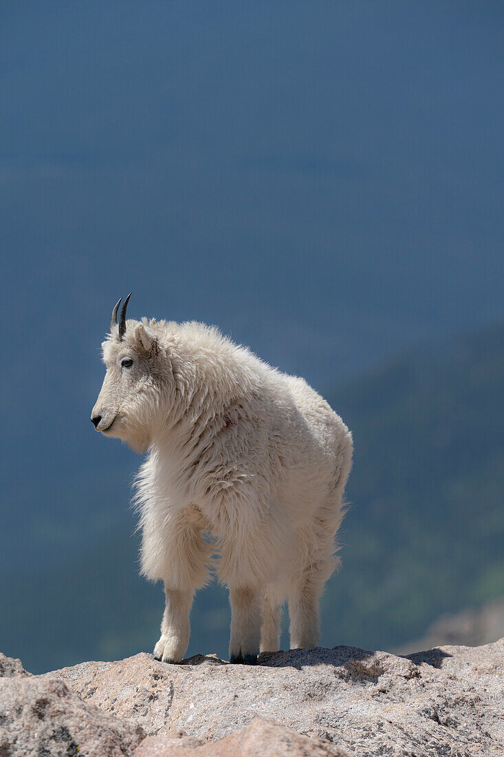 Rocky Mountain goat on ledge, Mount Evans Wilderness Area, Colorado