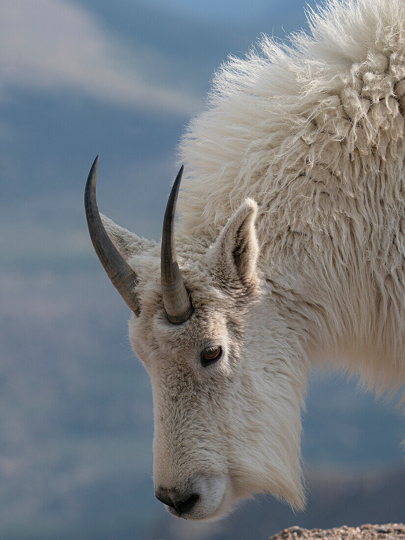 Felsengebirgsziege, Mount Evans Wilderness Area, Colorado