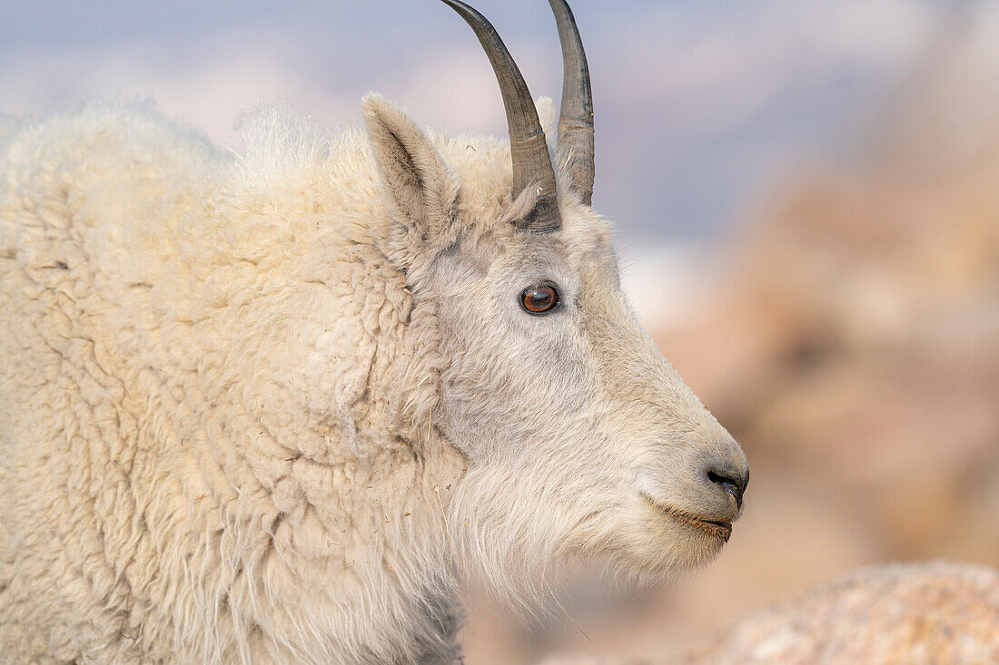 Rocky Mountain goat with salt minerals on its mouth, Mount Evans Wilderness Area, Colorado