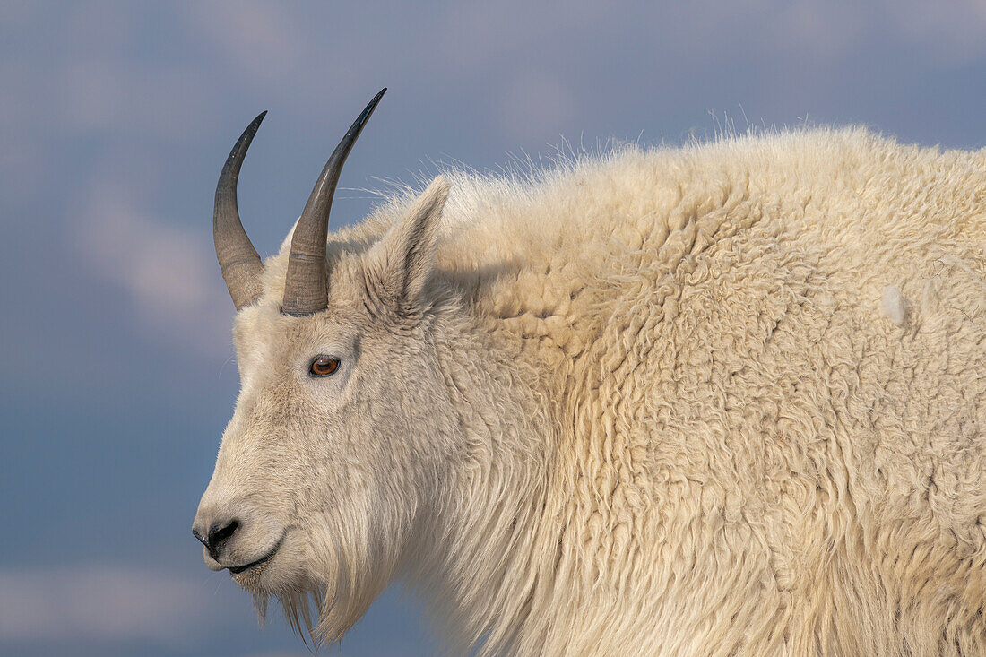 Steingebirgsziege, Mount Evans Wilderness Area, Colorado