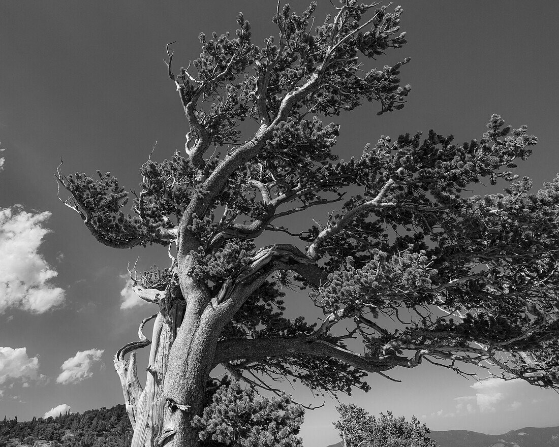 Uralte Borstenkiefern, Mount Evans Wilderness Area, Colorado