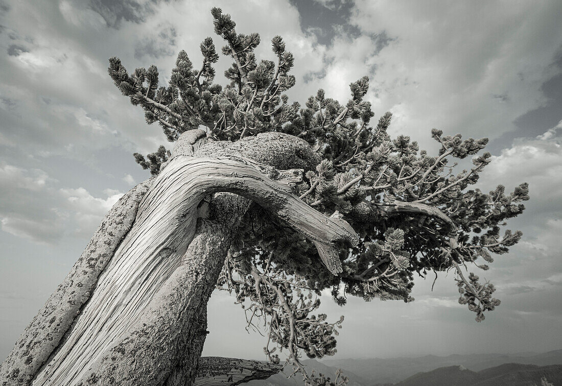 Die gewundenen Äste der uralten Borstenkiefern, Mount Evans Wilderness Area, Colorado