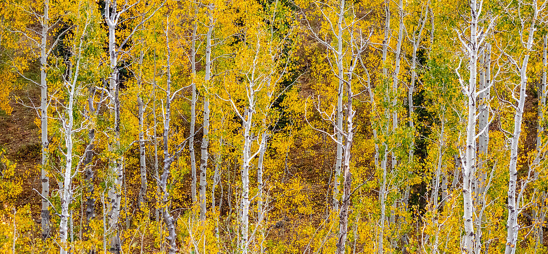 USA, Idaho, Highway 36 west of Liberty and hillsides covered with Aspens in autumn panorama