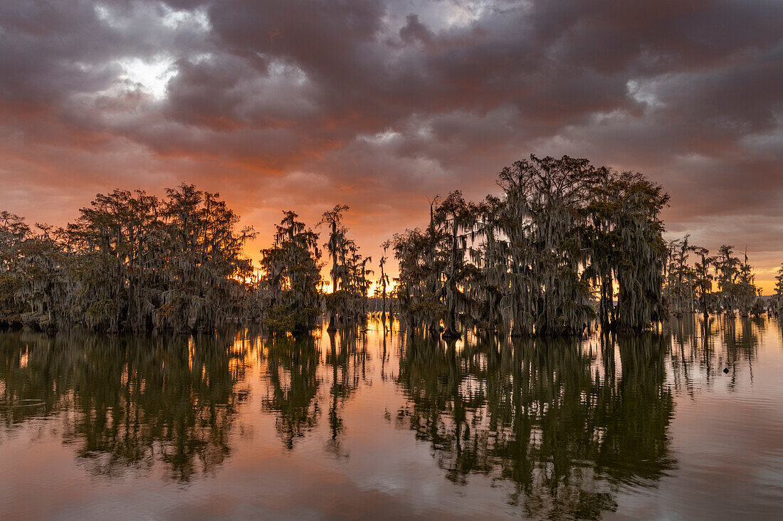 Sonnenaufgangswolken über Zypressen am Martinsee bei Lafayette, Louisiana, USA