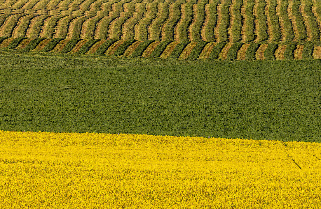 Raps und Heureihen im Flathead Valley, Montana, USA