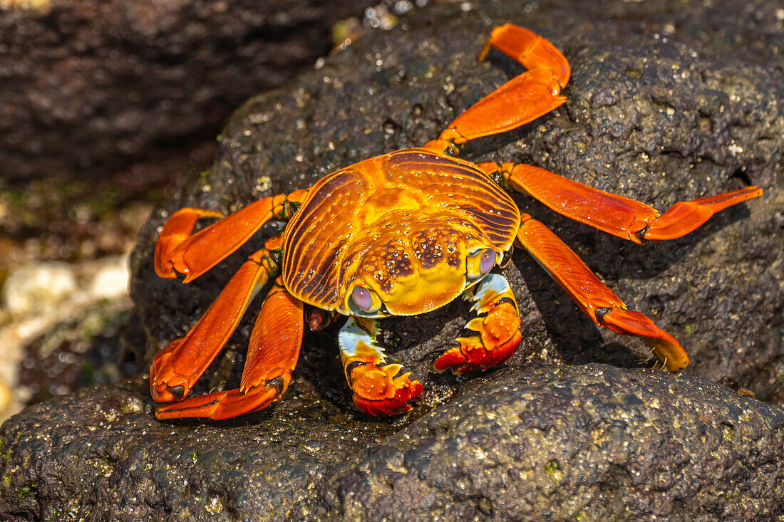 Ecuador, Galapagos-Nationalpark, Mosquera-Insel. Sally-Leichtfußkrabbe, Nahaufnahme.