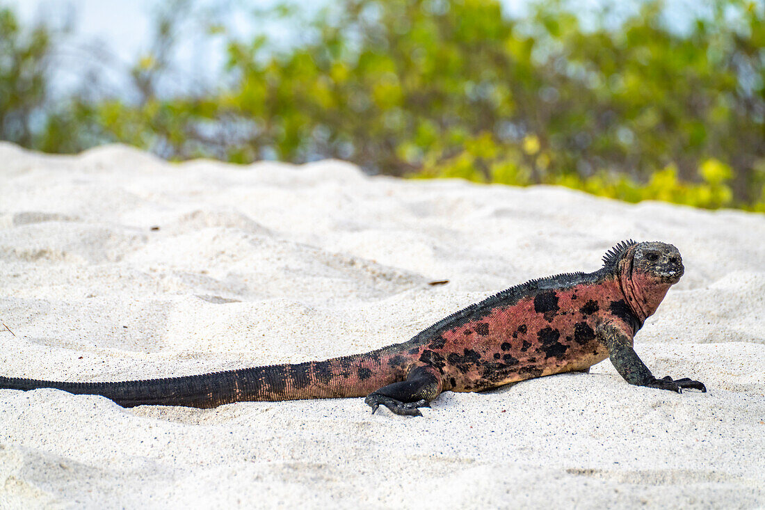 Ecuador, Galapagos National Park, Espanola Insel, Gardiner Bay. Meeres-Leguan am Strand.