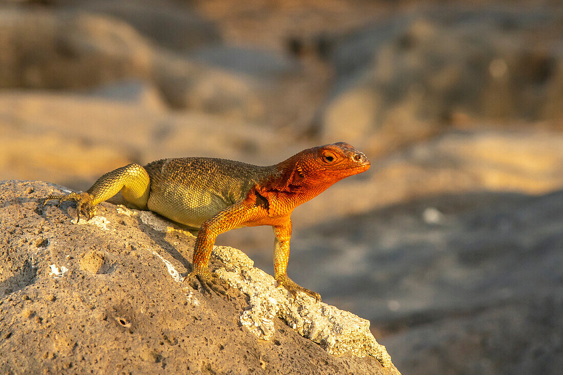 Ecuador, Galapagos-Nationalpark, Insel Espanola. Nahaufnahme einer Lava-Eidechse.